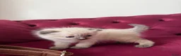 Scottish Fold cats for sale: Beautiful kittens🌹🤭 - Advert 24