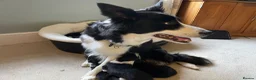 Border Collie dogs for sale: Beautiful Border Collie Puppies in Grassington - Advert 19