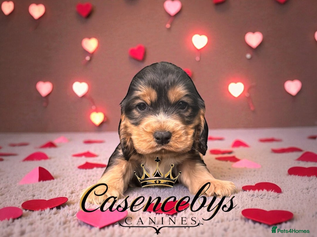 Cocker Spaniel dogs for sale: ❤️THE MOST INCREDIBLE DNA CLEAR SHOW SPANIELS❤️ - Advert 5