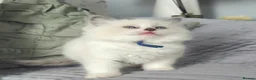 Ragdoll cats for sale: Gccf registered ragdoll kittens  - Advert 12