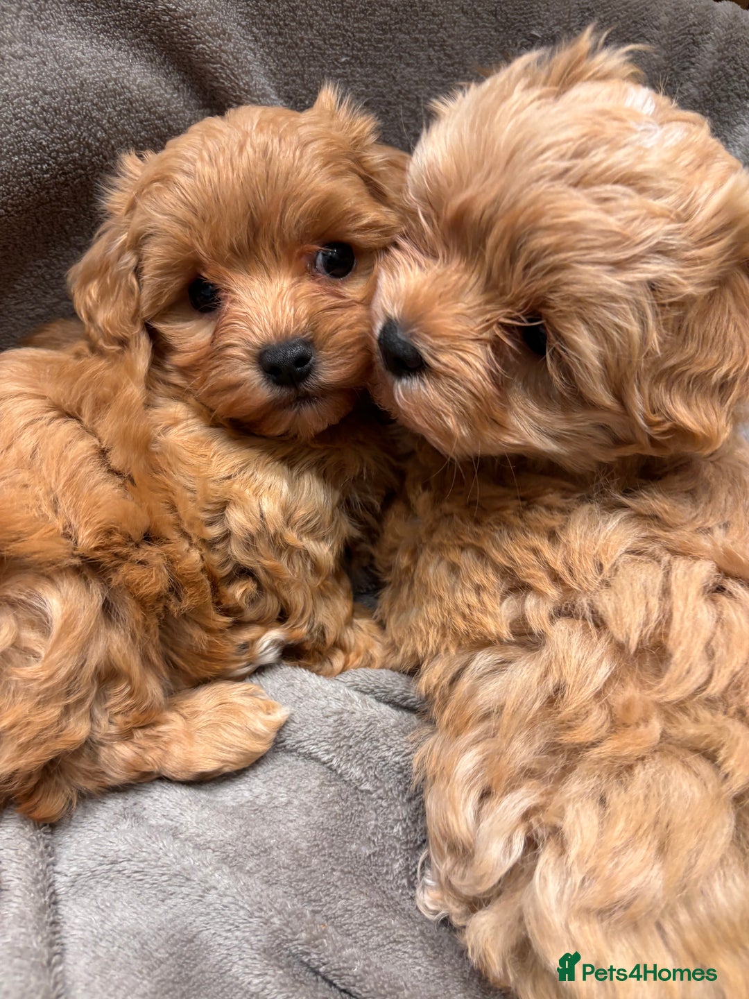 Maltipoo dogs for sale: TINY F1 Fully health tested Girls - Advert 3