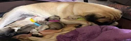 Pug dogs for sale: 9 pedigree pug puppies  in Camborne - Advert 17