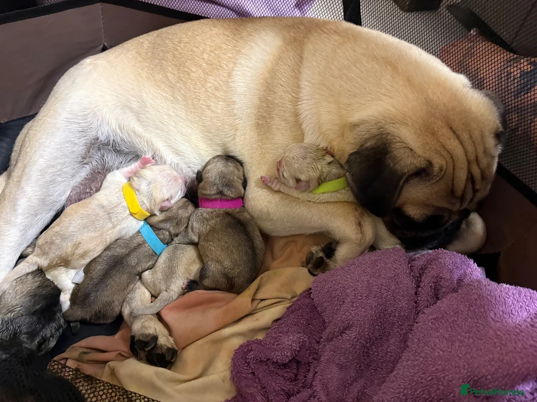 Pug dogs for sale: 9 pedigree pug puppies  in Camborne - Advert 17