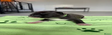 Green collar 