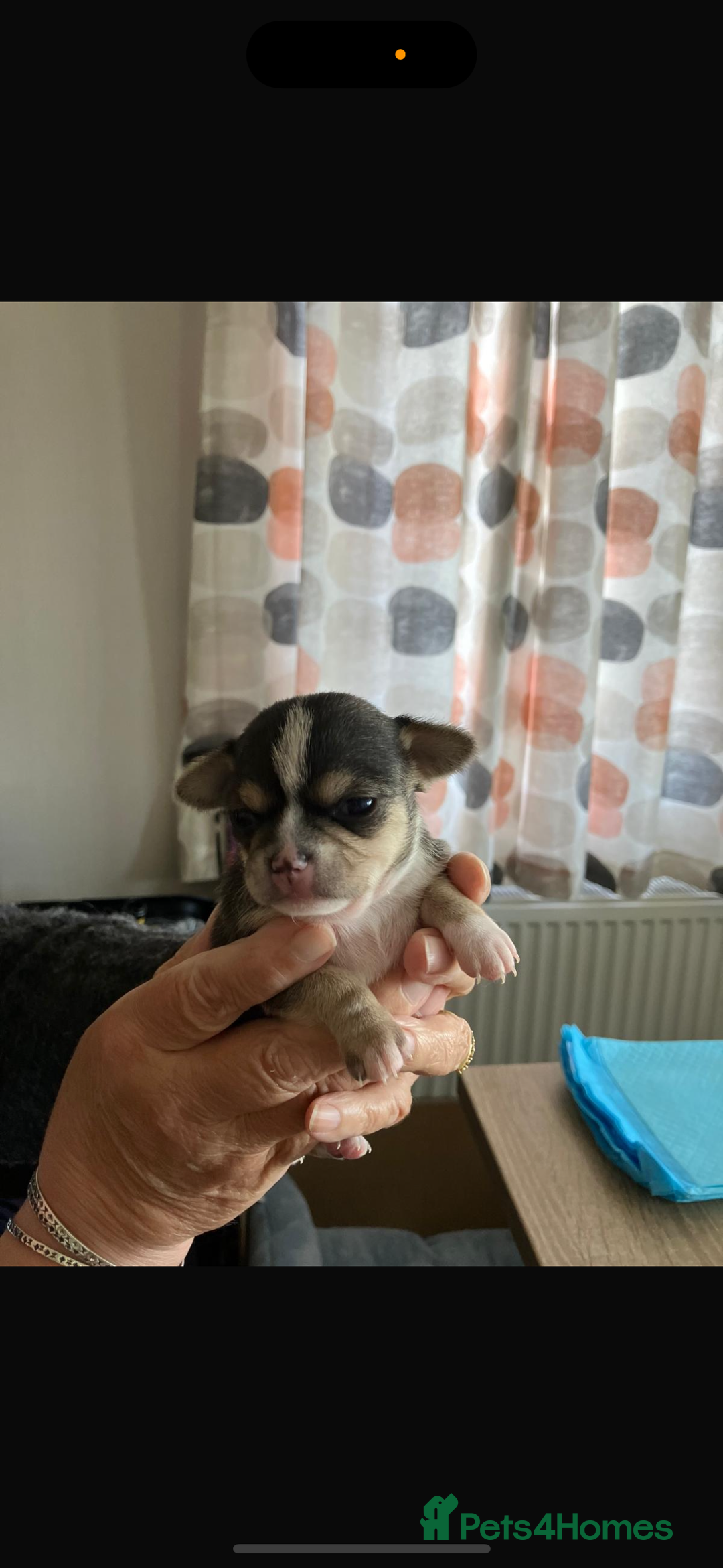 Chihuahua dogs for sale: Beautiful chihuahua puppy’s  - Image 2