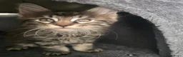 Maine Coon cats for sale:  🐾❤️ BEAUTIFUL MAINE COON KITTENS  ❤️🐾 - Advert 26