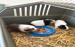 Guinea Pig rodents for sale: Male and female guinea pigs for sale  - Image 8