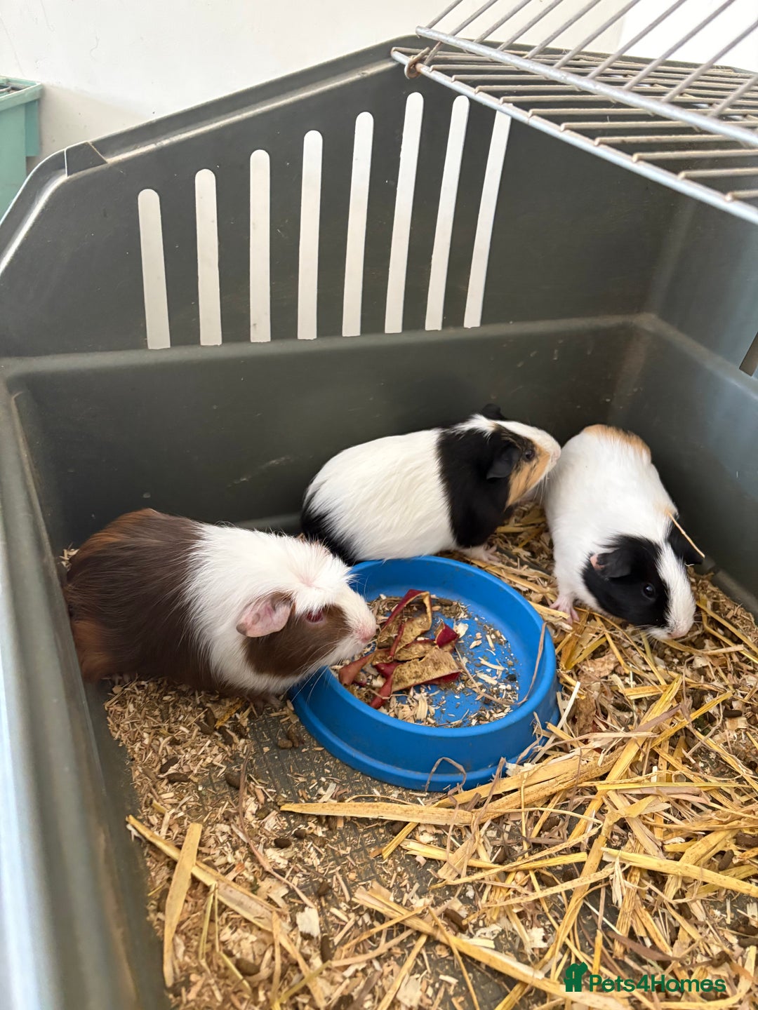 Guinea Pig rodents for sale: Male and female guinea pigs for sale  - Image 8