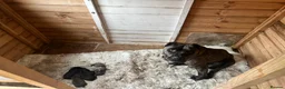 Bandog dogs for sale: Bandogge pups  - Advert 5