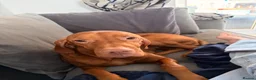 Hungarian Vizsla dogs for sale: Hungarian Vizsla Puppies due 20th of May - Advert 3