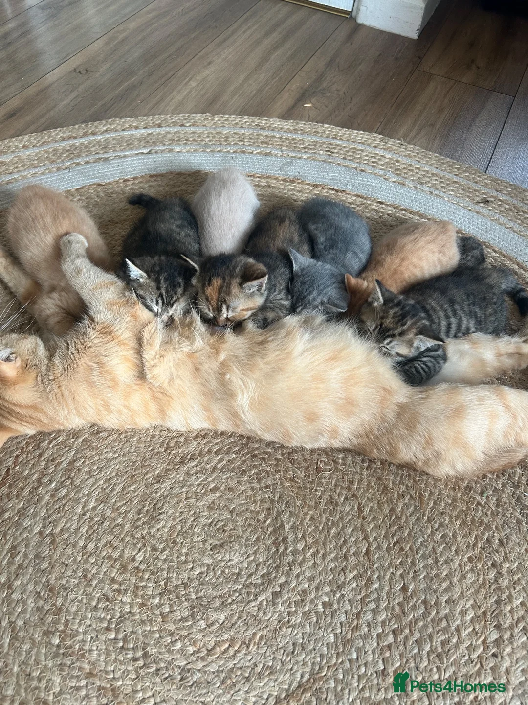 Mixed Breed cats for sale: Beautiful British short haired cross kittens  - Advert 15