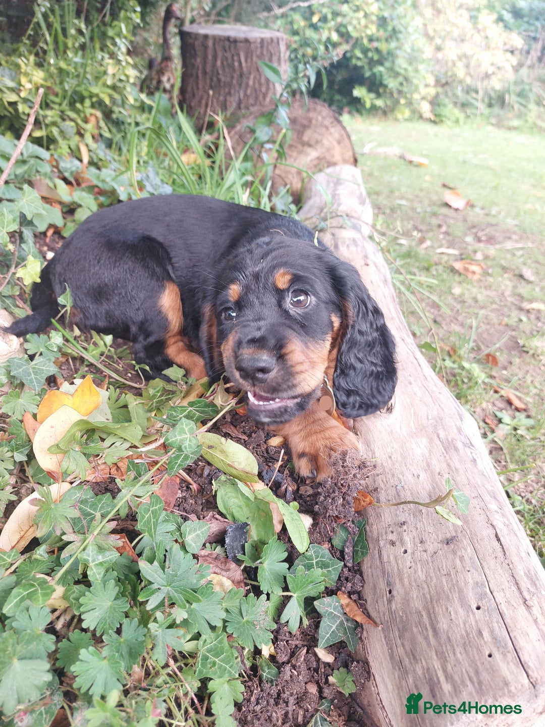 Cocker Spaniel dogs for sale: Exceptional KC Cocker Spaniel Pups - Advert 12