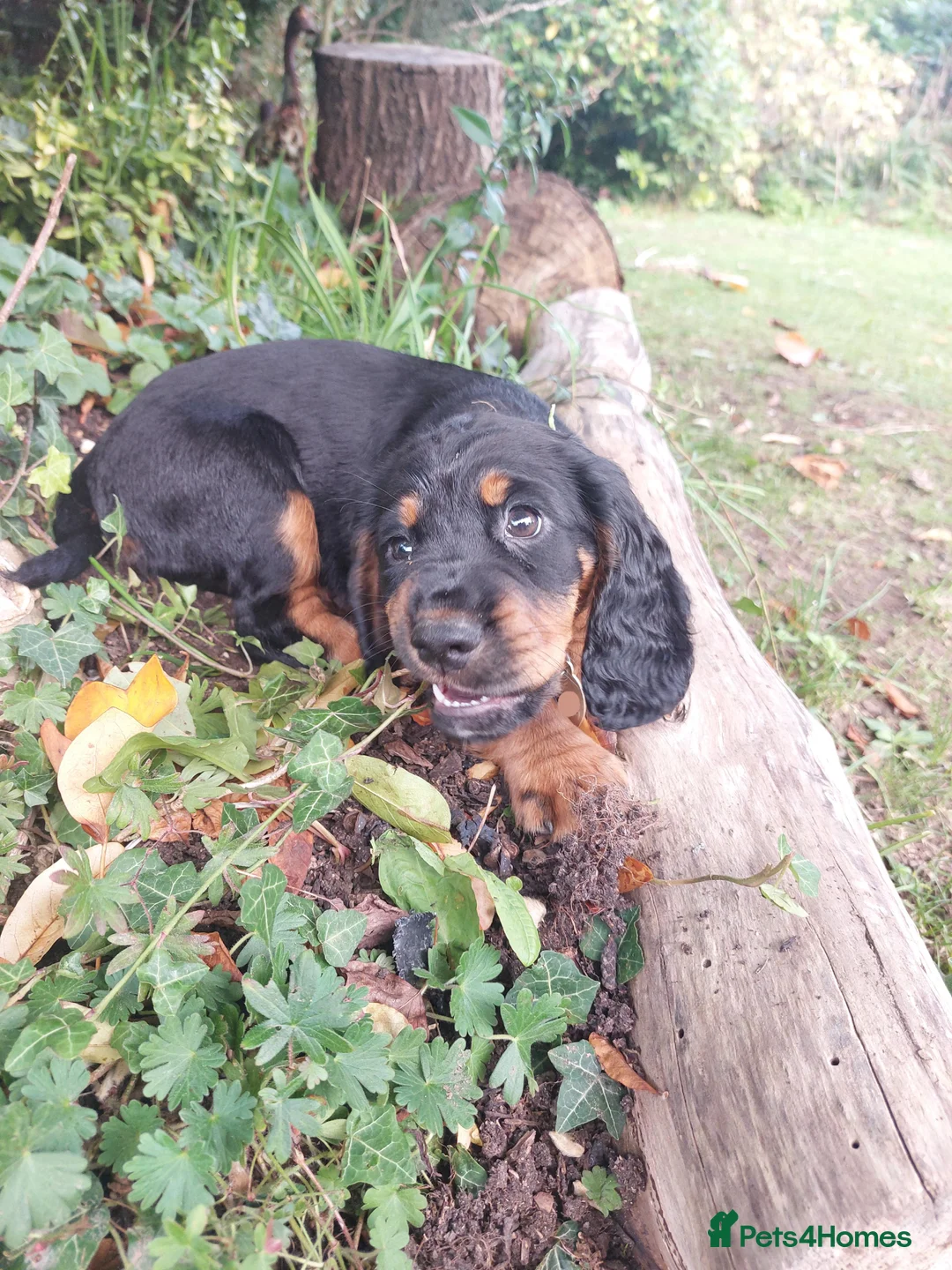 Cocker Spaniel dogs for sale: Exceptional KC Cocker Spaniel Pups - Advert 12