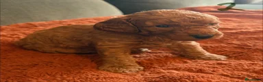 Cockapoo 2