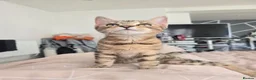Mixed Breed cats for sale: Beautiful kitten - Advert 2