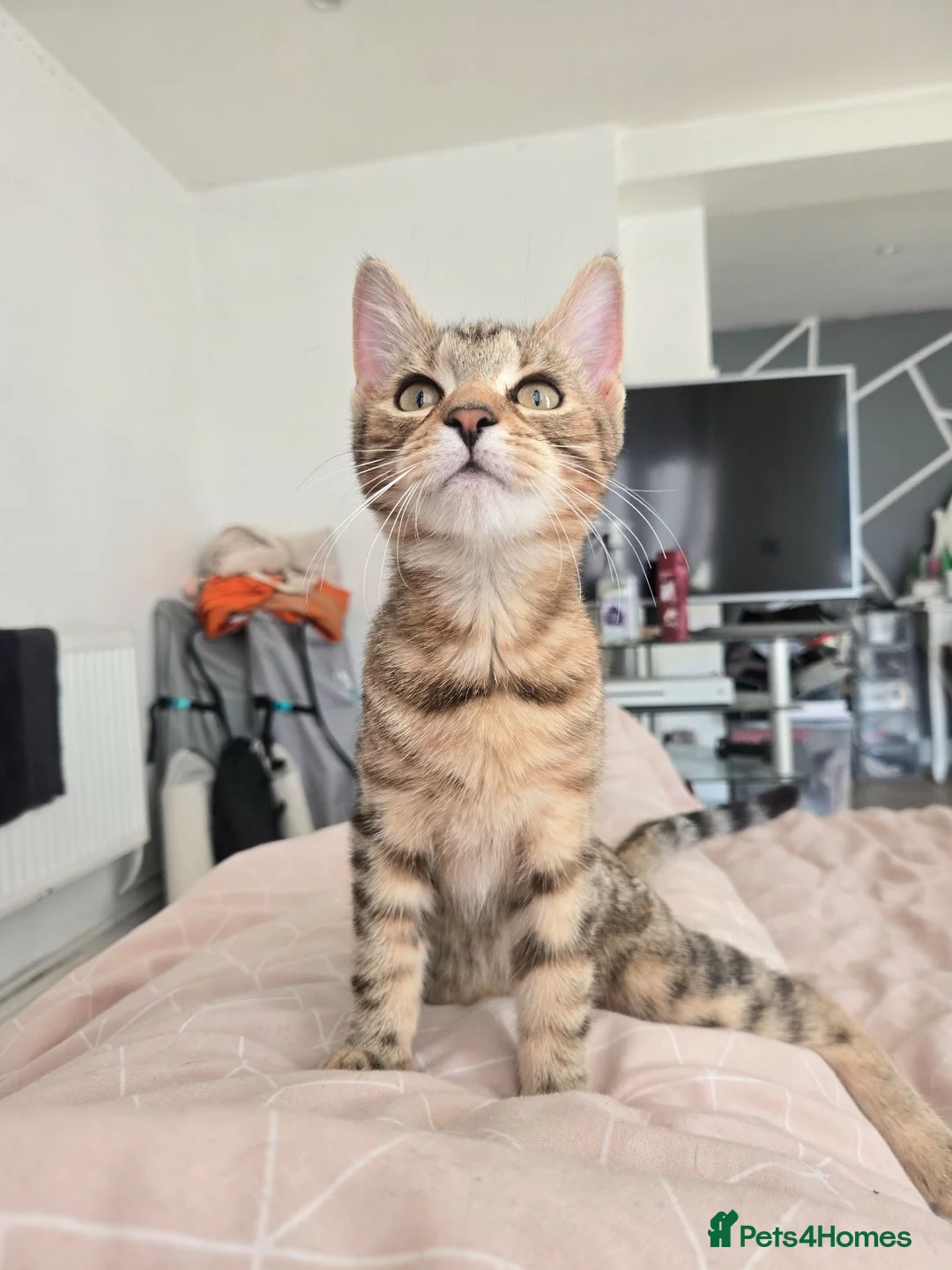 Mixed Breed cats for sale: Beautiful kitten - Advert 2