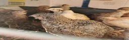 Quail poultry for sale: Mixed Coturnix Quail chicks"mixed ages"see descrip - Advert 7