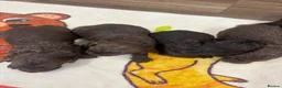 Cockapoo dogs for sale: Stunning cockerpoo litter in Woking - Advert 4