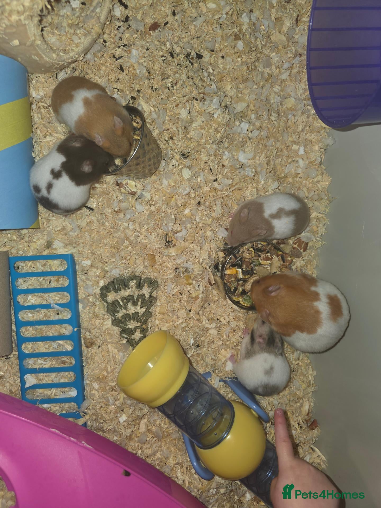 Hamster rodents Baby Syrian Hamsters  - Advert 2