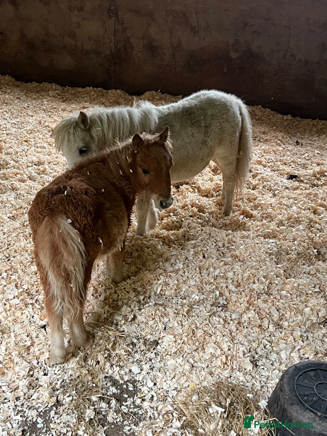 Shetland pony horses for sale: Shetland foals in Romsey - Advert 2