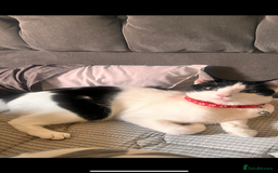 Mixed Breed cats for sale: Luna Cookie  - Image 2