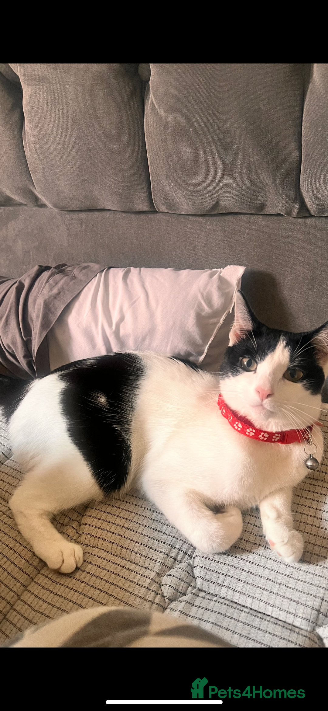 Mixed Breed cats for sale: Luna Cookie  - Image 2