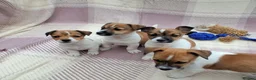 Jack Russell dogs for sale: Pure Jack Russell pups for sale - Advert 10