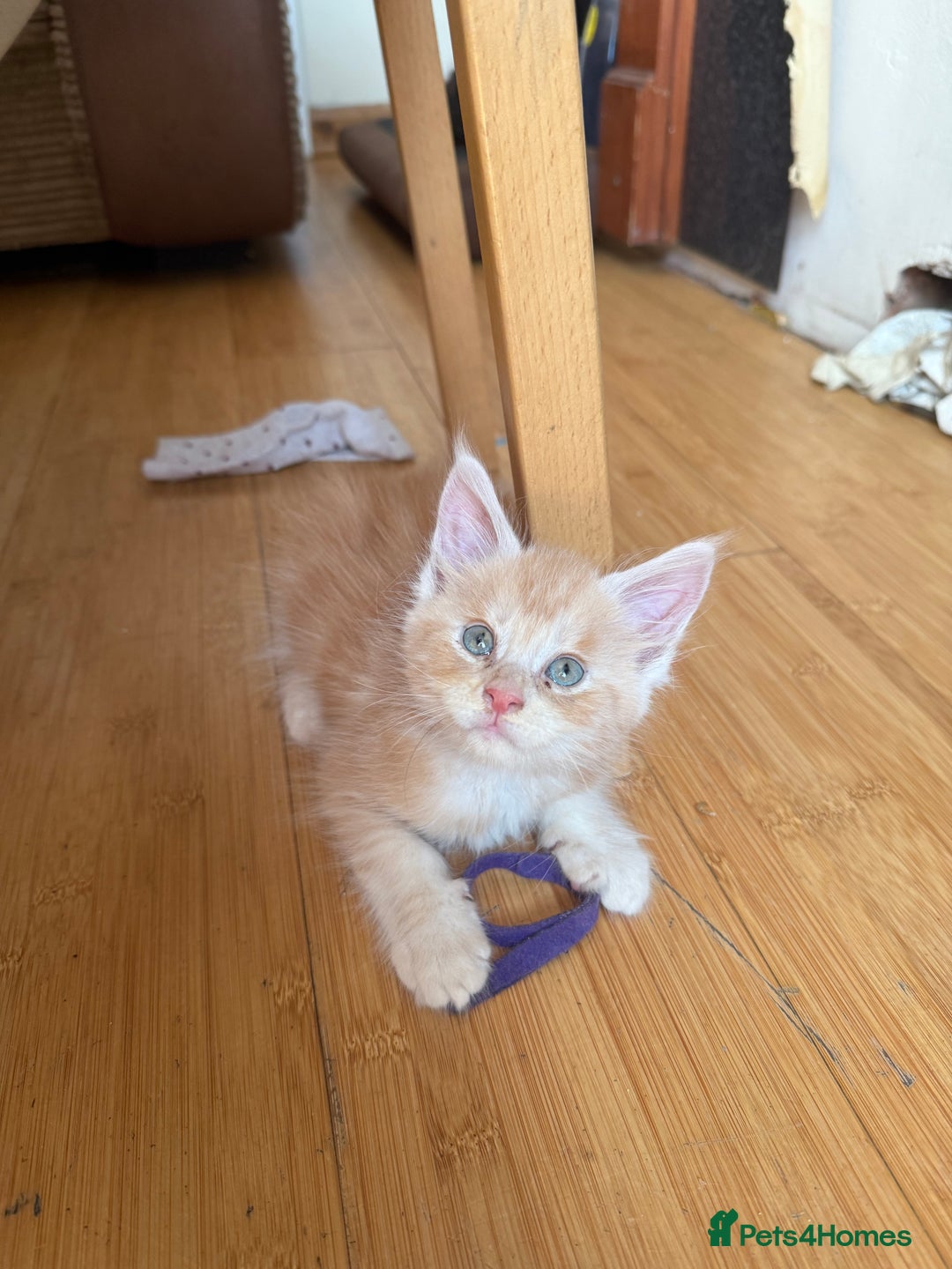 Maine Coon cats for sale: Maine Coon Kittens in Greenford - Image 4