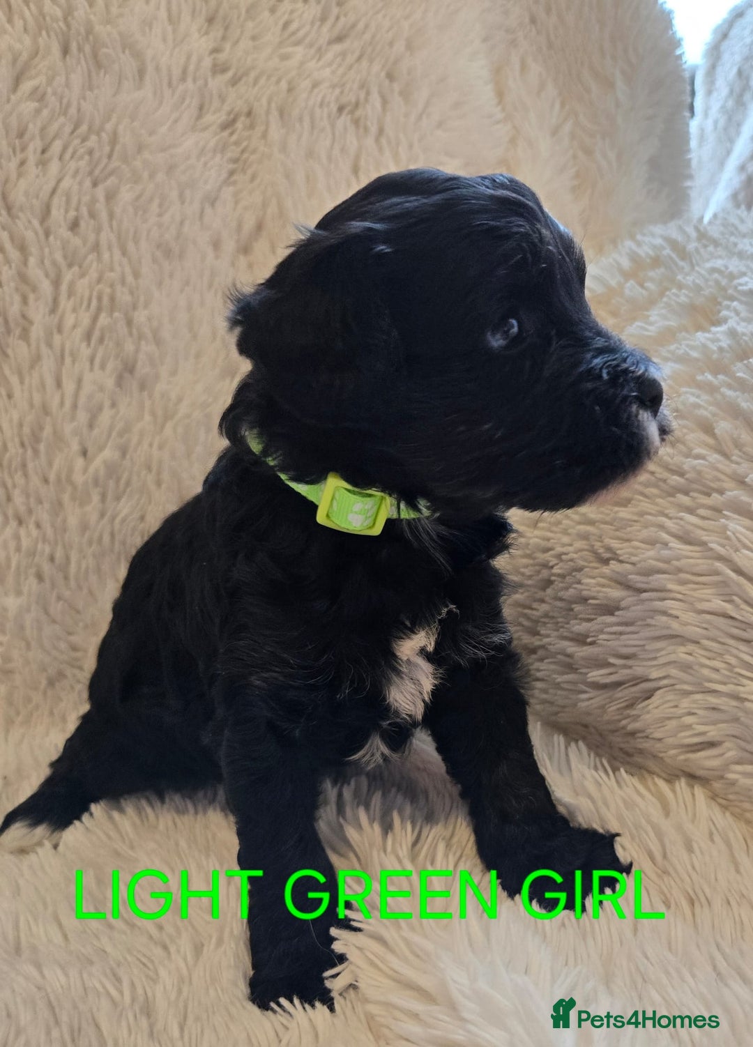 Tibetan Terrier dogs for sale: Adorable fluffy TToodle puppies  - Image 31