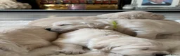 Golden Retriever dogs for sale: BEAUTIFUL KC REG SHOWLINE GOLDEN RETRIEVER PUPPIES - Advert 21