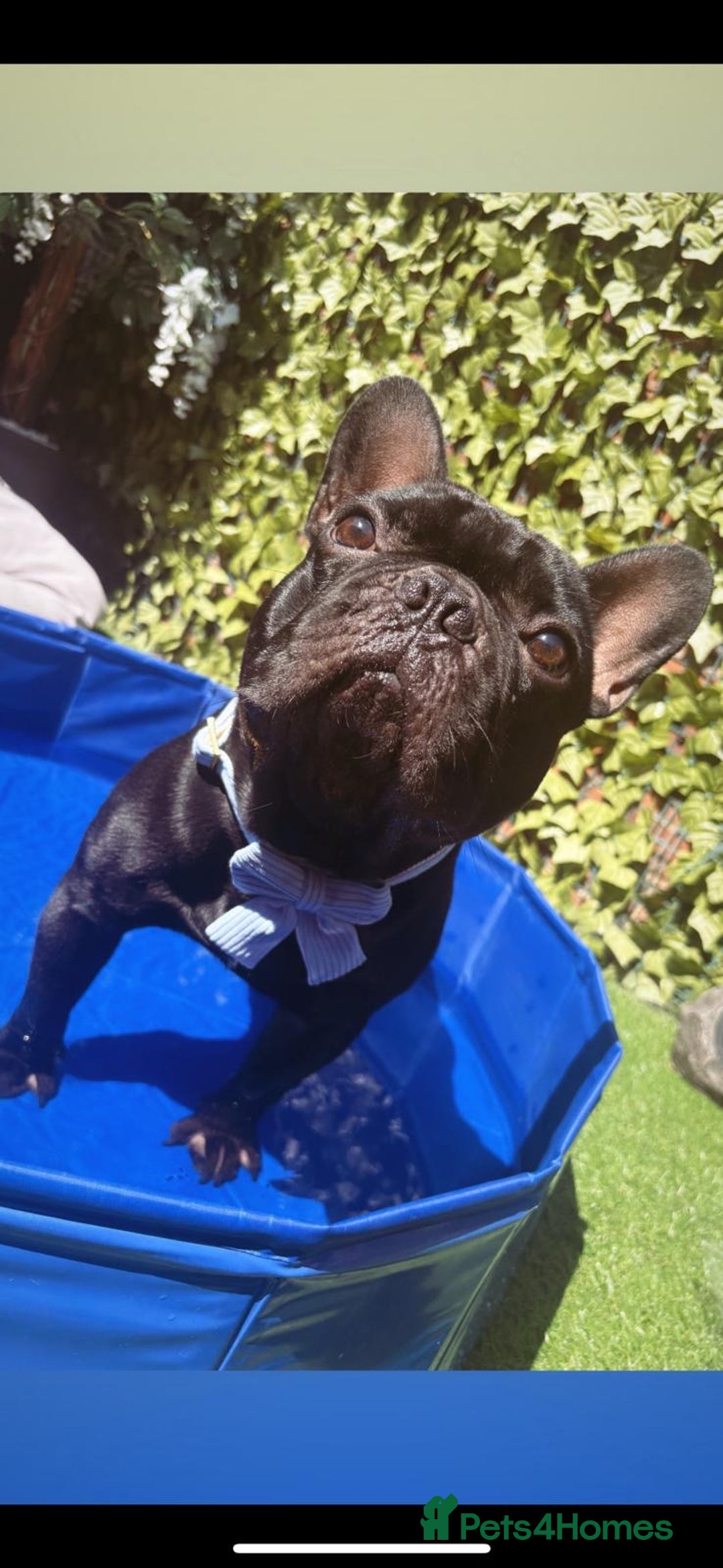 French Bulldog dogs for sale: 5 gorgeous fur babies 🩷 - Image 15