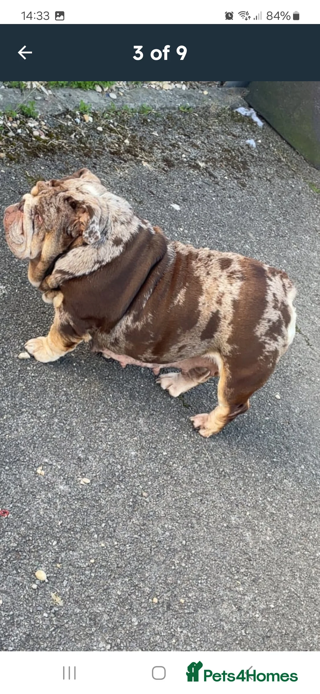 English Bulldog dogs for sale: Stunning Chocolate Merle Female English Bulldog - Advert 2