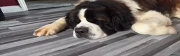 Saint Bernard dogs for sale: Male Saint Bernard  - Advert 6