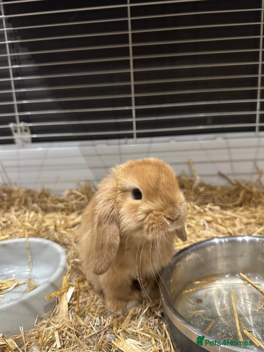Mini Lop rabbits for sale: 2 gorgeous boys ready Friday 2nd Jan - Advert 2