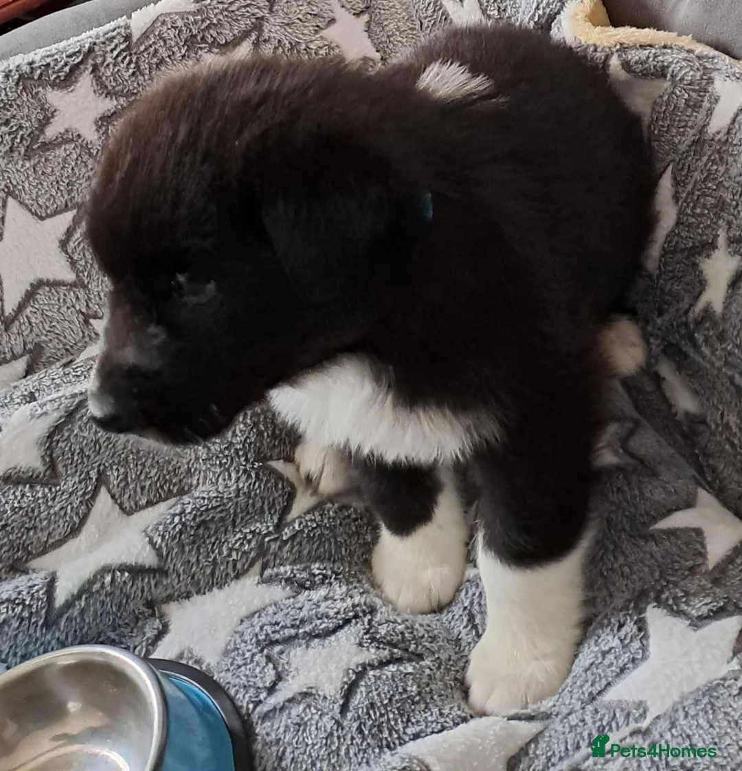Mixed Breed dogs for sale: Australian Shepherd/Siberian Husky mix - Advert 2