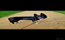 Border Collie dogs for sale: Border collie puppies - Advert 1