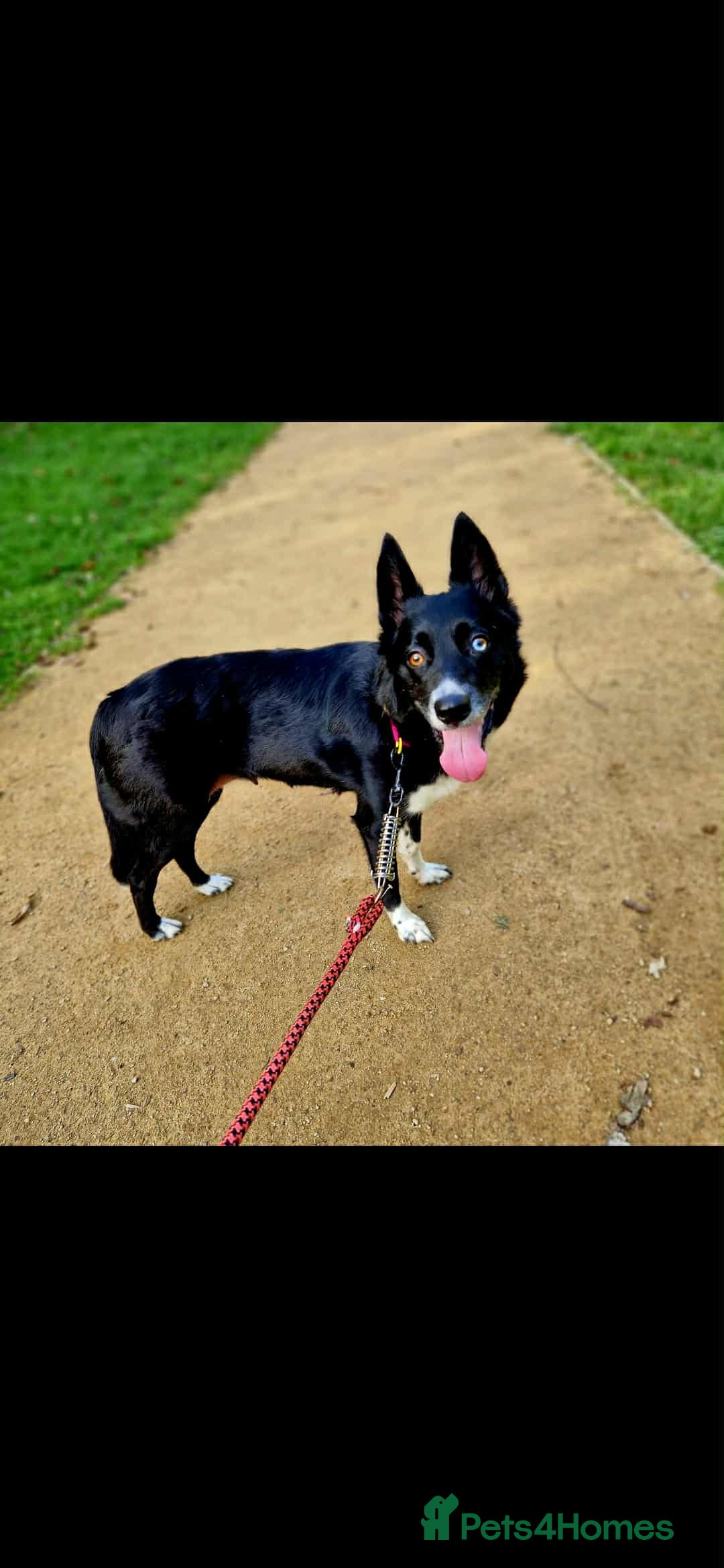 Border Collie dogs for sale: Border collie puppies - Advert 1