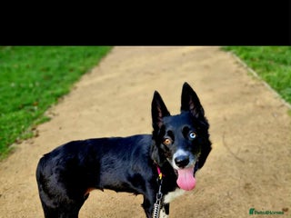 Border Collie dogs for sale: Border collie puppies - Advert 1