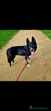 Border Collie dogs Border collie puppies - Advert 1