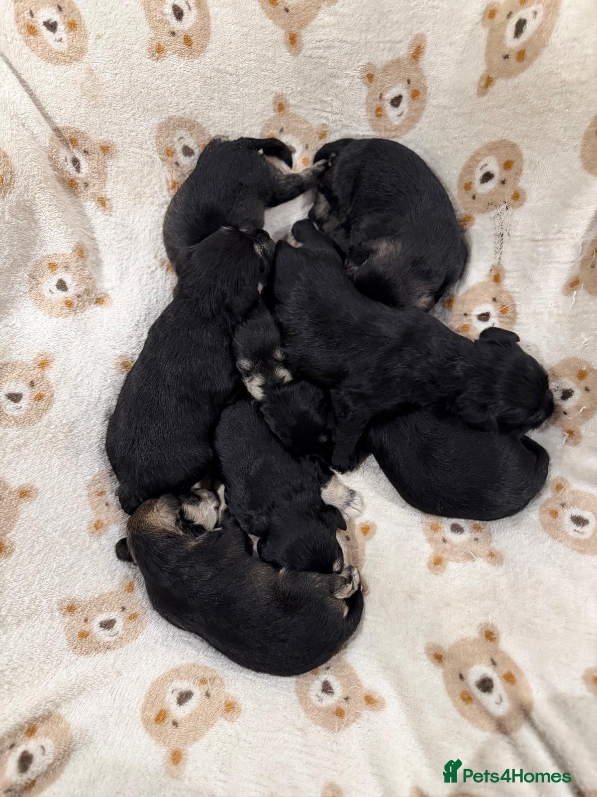 Miniature Schnauzer dogs Outstandung KC reg Miniature Schnauzer puppies - Advert 1