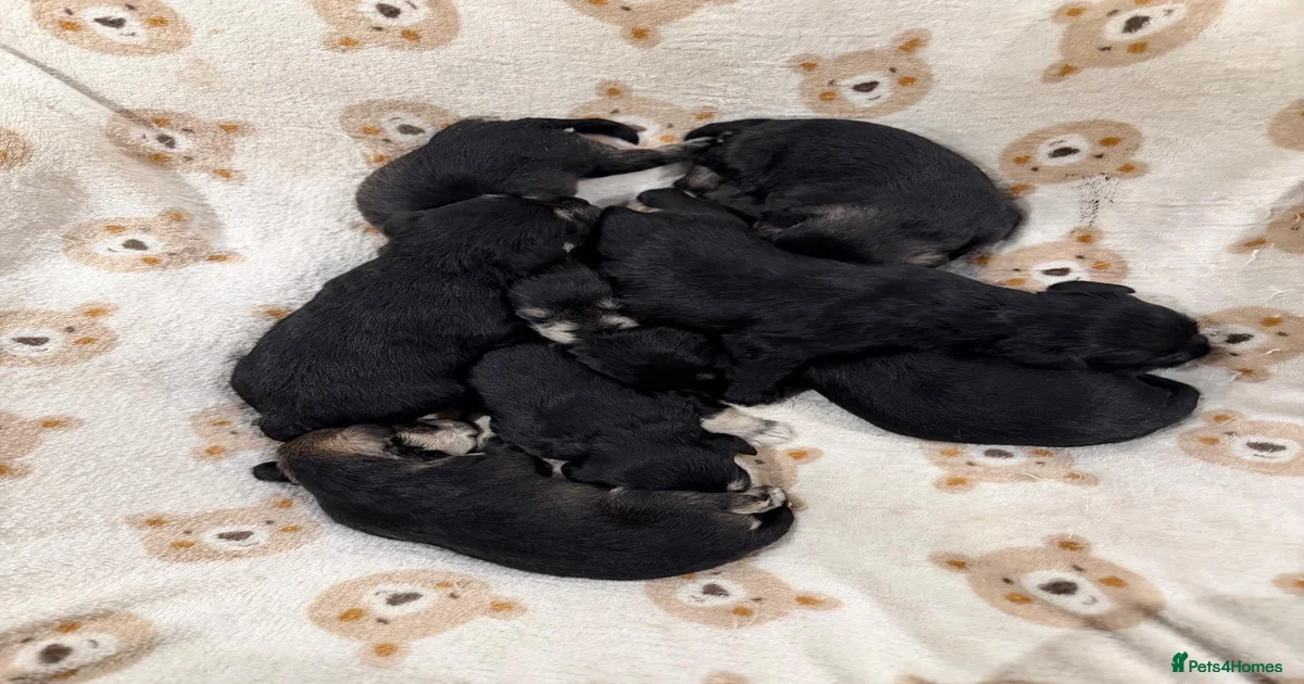 Miniature black Miniature Schnauzer Puppies for sale | Pets4Homes