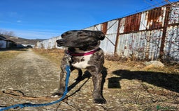 Mixed Breed dogs for adoption: A Beautiful and Gentle Girl - for a Loving Home - Image 22