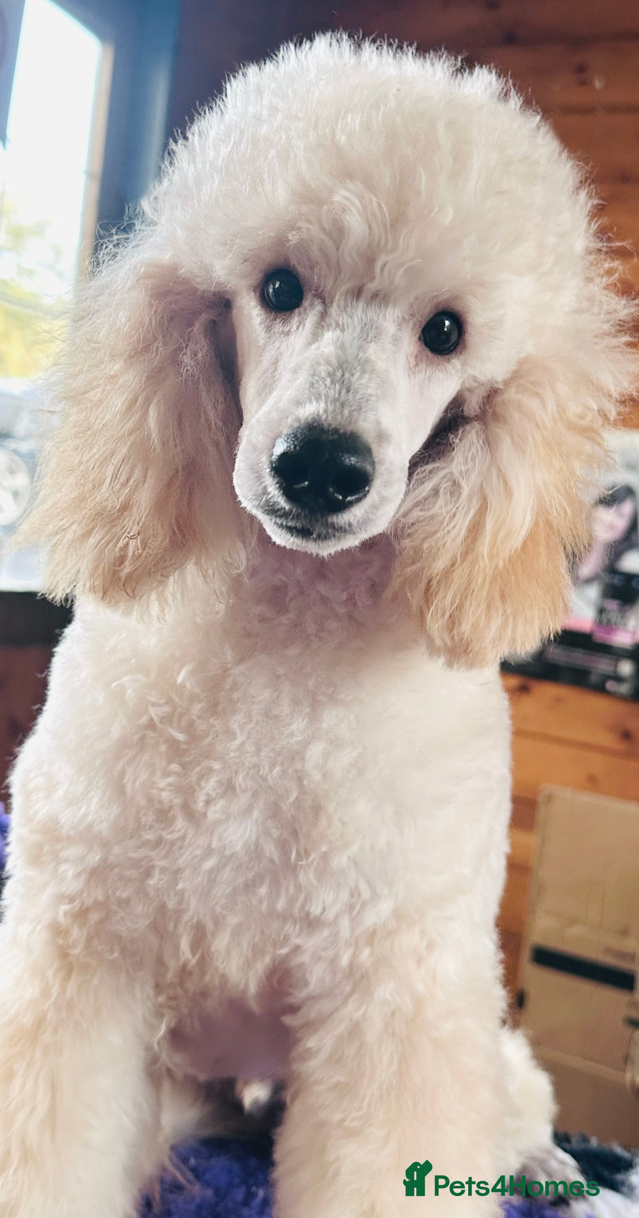 Miniature Poodle dogs Fabulous Miniature Poodle - Ready Now - Advert 11