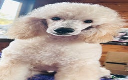 Miniature Poodle dogs for sale: Fabulous Miniature Poodle - Ready Now - Advert 1