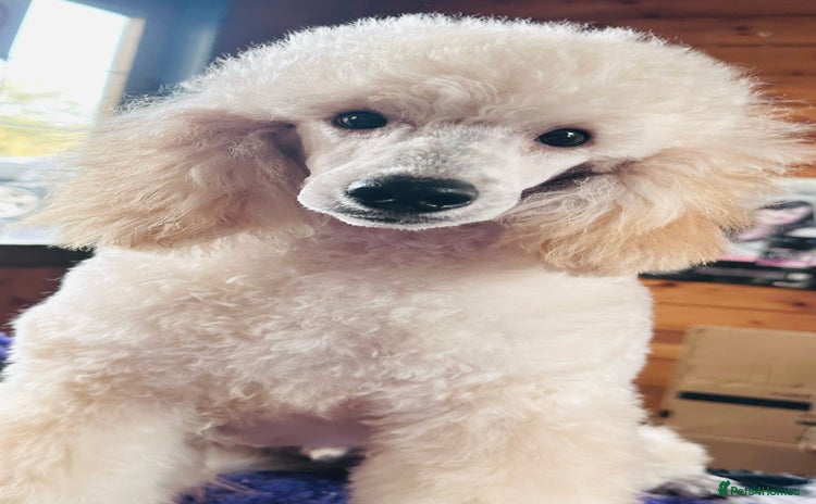 Miniature Poodle dogs Fabulous Miniature Poodle - Ready Now - Advert 1