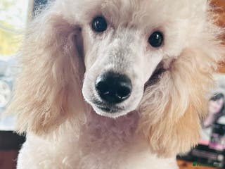 Miniature Poodle dogs Fabulous Miniature Poodle - Ready Now - Advert 2