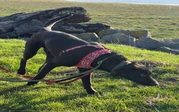 Whippet dogs for adoption: ASH-12 months,Medium,playful/friendly/loves people - Image 11