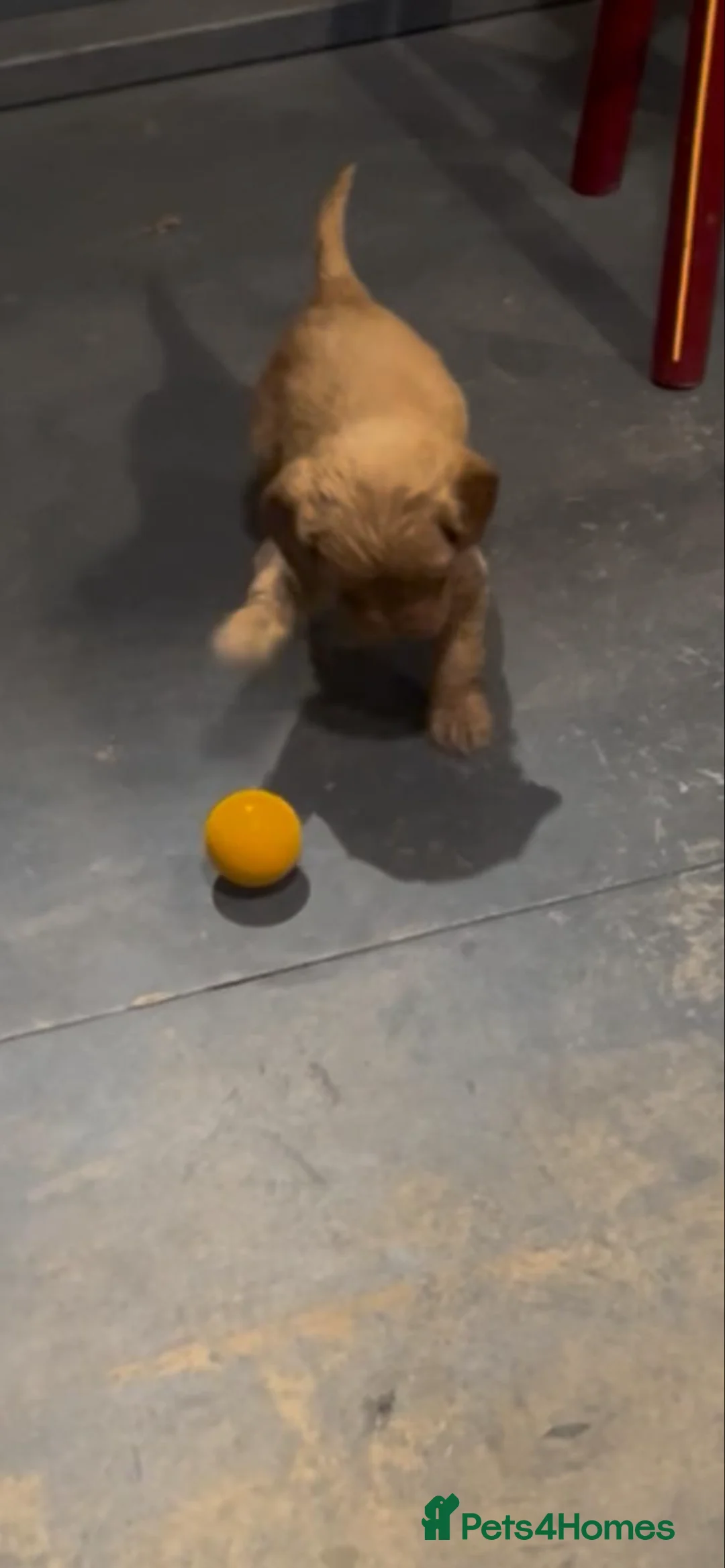 Cockapoo dogs for sale: F1 cockapoos  - Advert 5