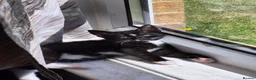 Mixed Breed cats for sale: Kittens for sale  in Newton Aycliffe - Advert 8