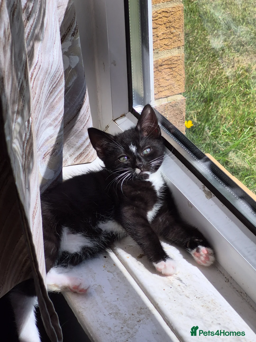 Mixed Breed cats for sale: Kittens for sale  in Newton Aycliffe - Advert 8